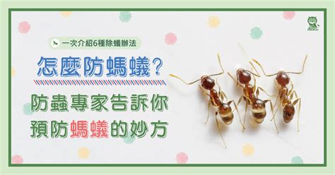 水有螞蟻|怎麼防螞蟻？螞蟻大軍怕什麼？居家螞蟻防治專家告訴。